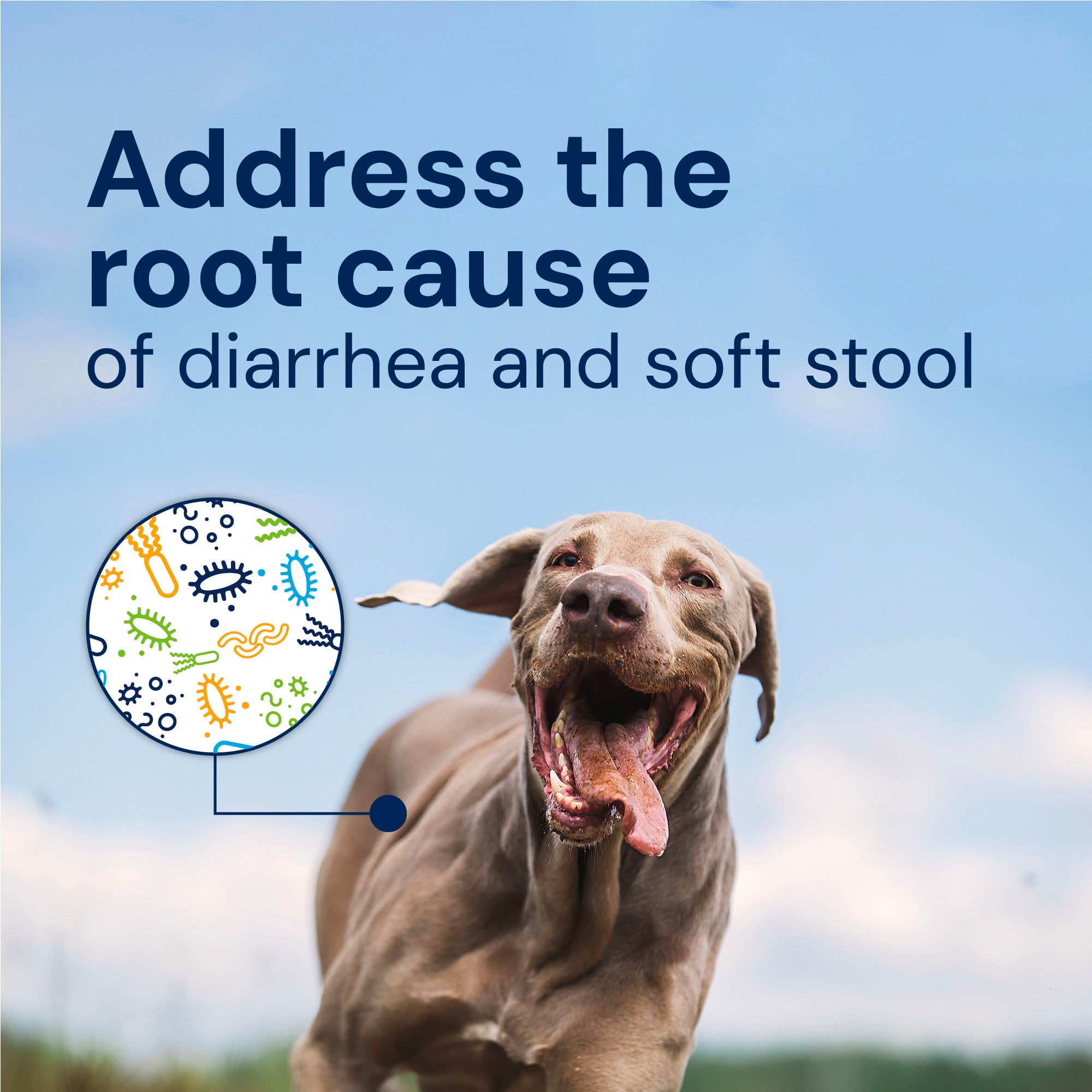 Gut Restore informational image of a labrador, addresses the root of diarrhea and soft stool.