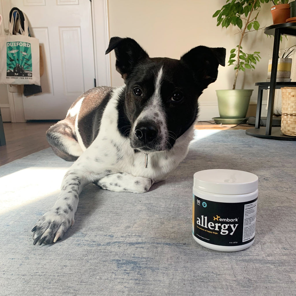Customers dog with Allergy supplement bottle