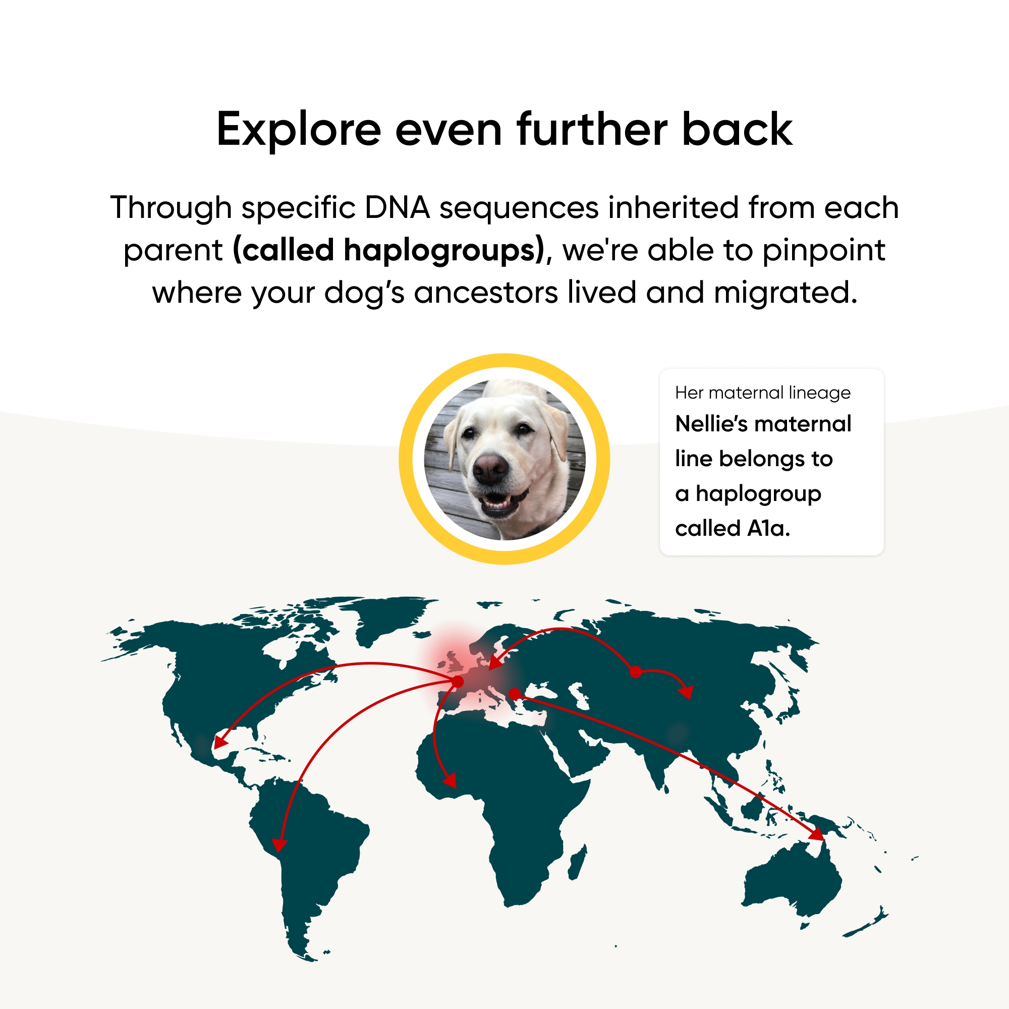 Dog haplogroups identify where your dogs ancestors lived and migrated