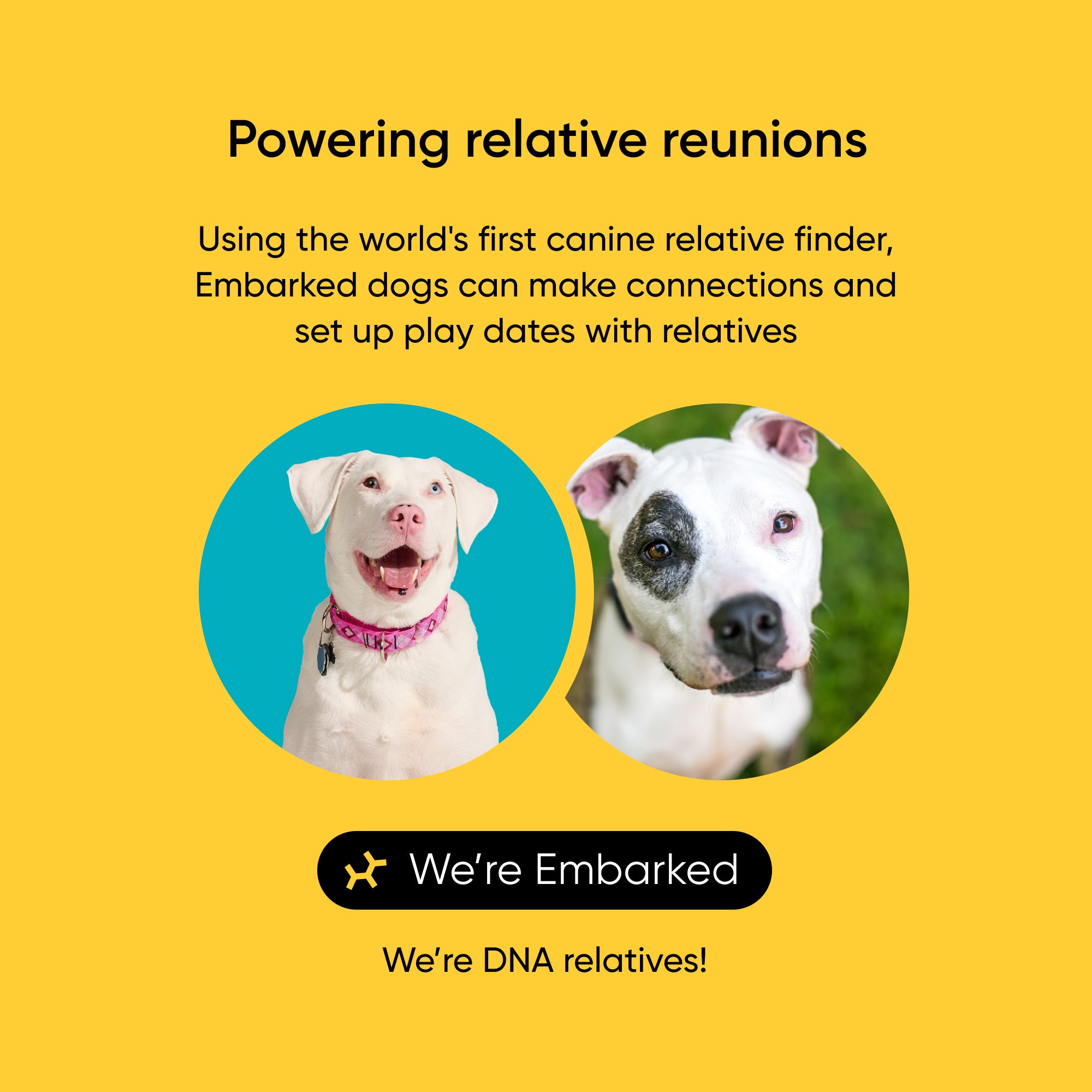 Embarked, a service connecting dogs with DNA relatives, on a yellow background.