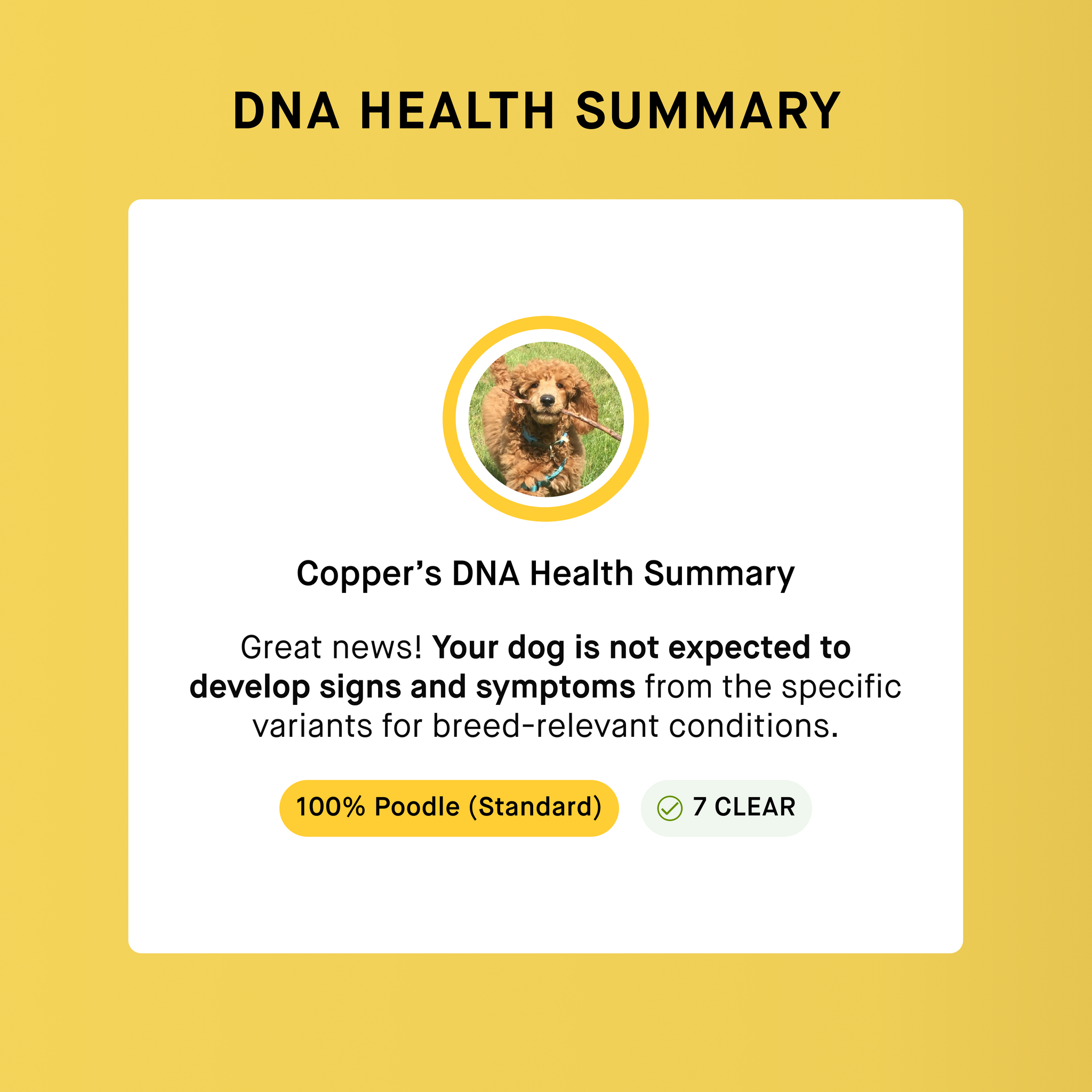 puppy health screening result of dog dna test