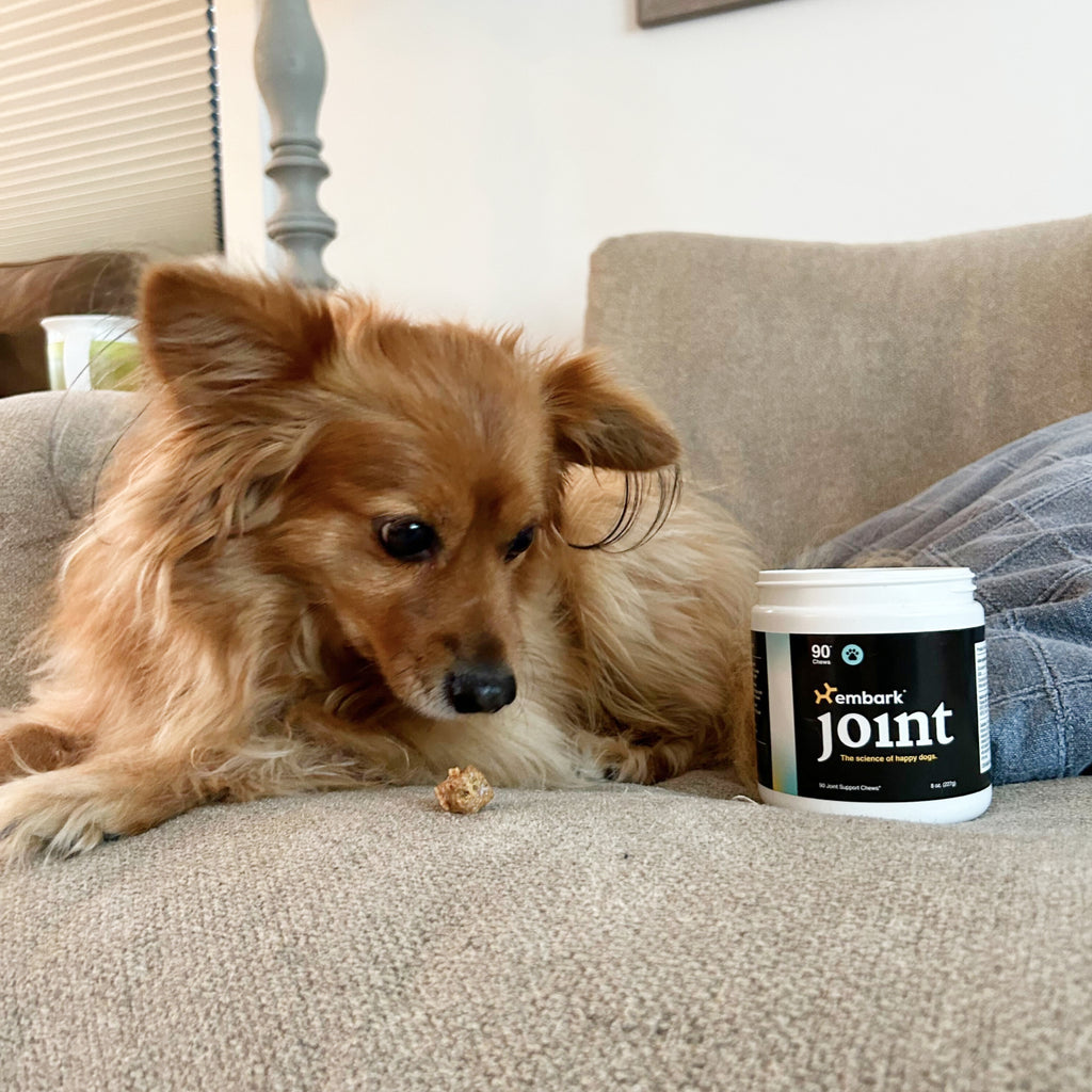 Customers dog with Joint supplement bottle