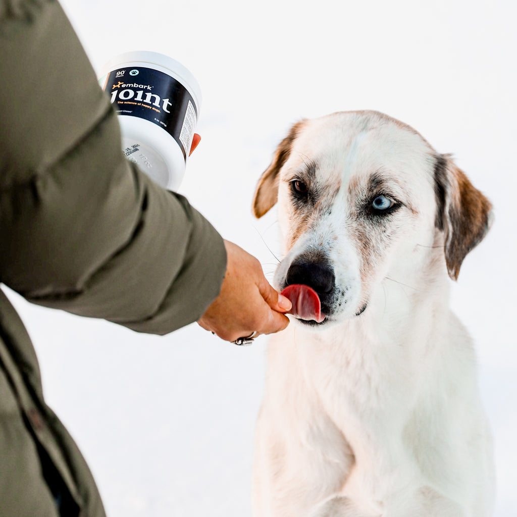 Customers dog with Joint supplement bottle