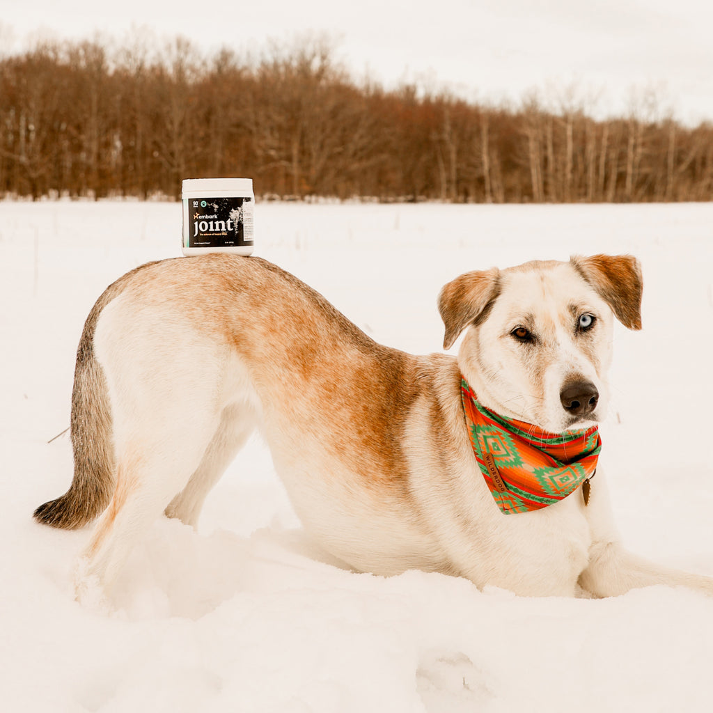 Customers dog with Joint supplement bottle