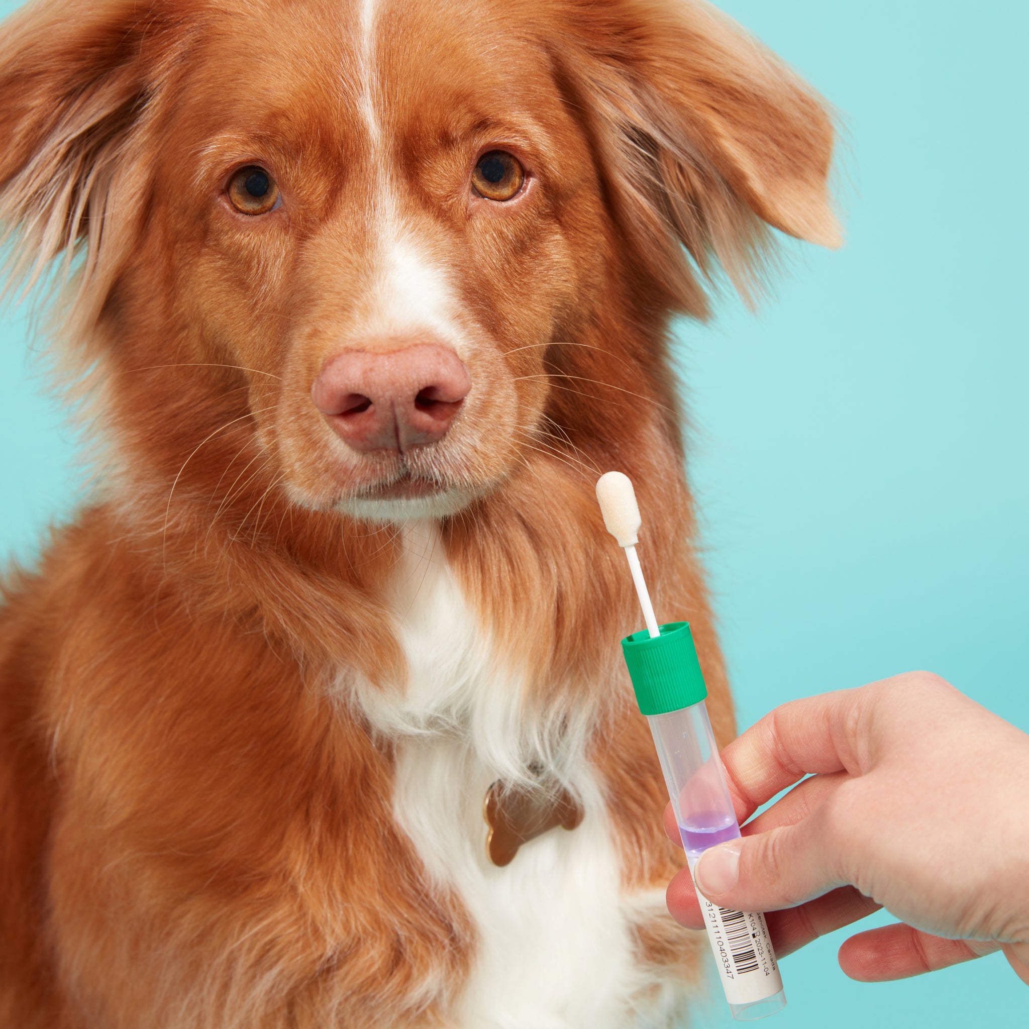 person swabbing inside of dog's mouth