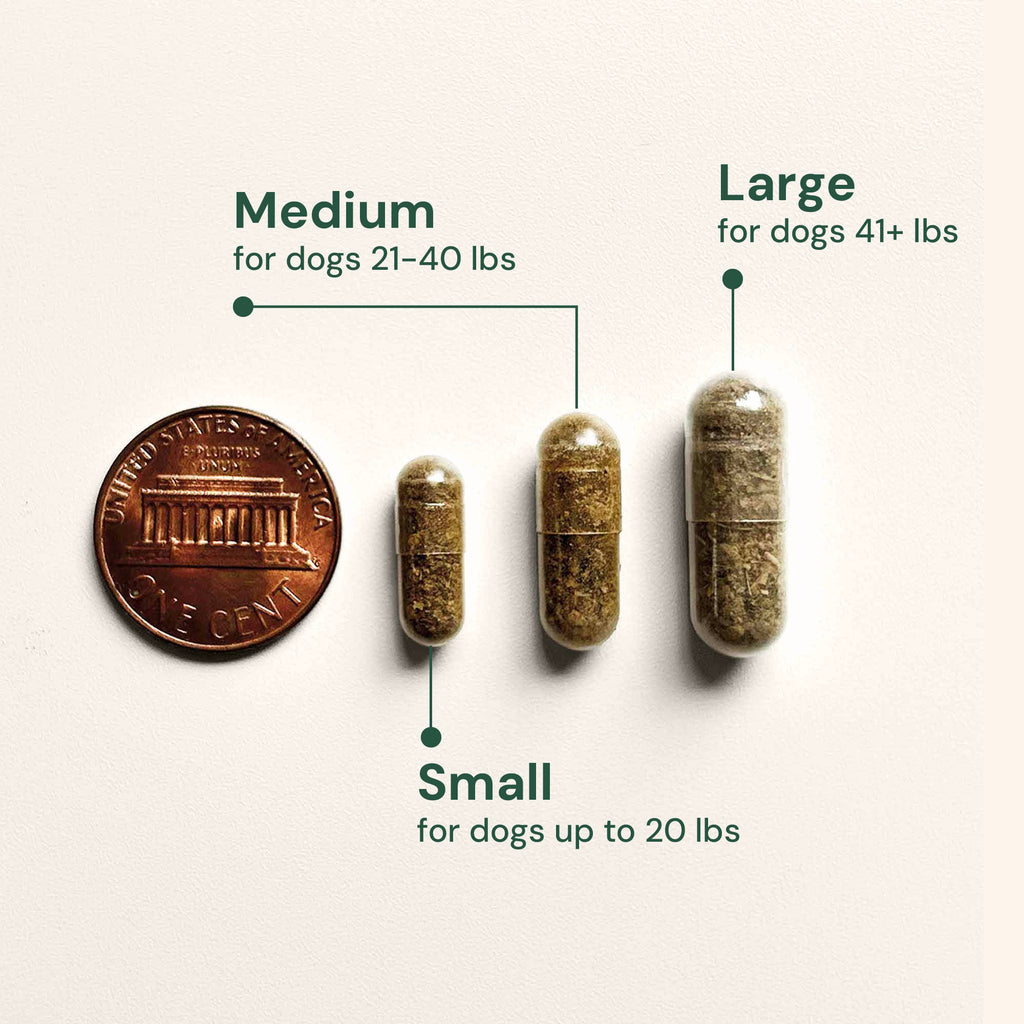 comparing three different sizes of gut restore supplement capsules to the size of a penny