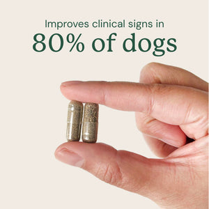 Hand holding two capsules with text 'Improves clinical signs in 80% of dogs' 