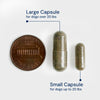 Gut restore pill capsul size comparison, large capsul and small capsule displayed next to a one cent penny for reference. large capsules for dogs over 20 pounds, small capsules for dogs below 20 pounds.