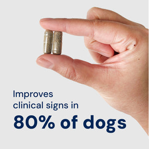Gut Restore close of of pill capsules, improves clinical signs in 80% of dogs.