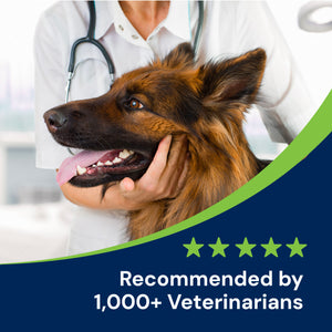 Gut Restore 5-star review, recommended by 1000+ Veterinarians, featuring a german shephard being held by a veterinarian