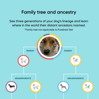 Pet Adoption Gateway x Embark Breed ID DNA Test