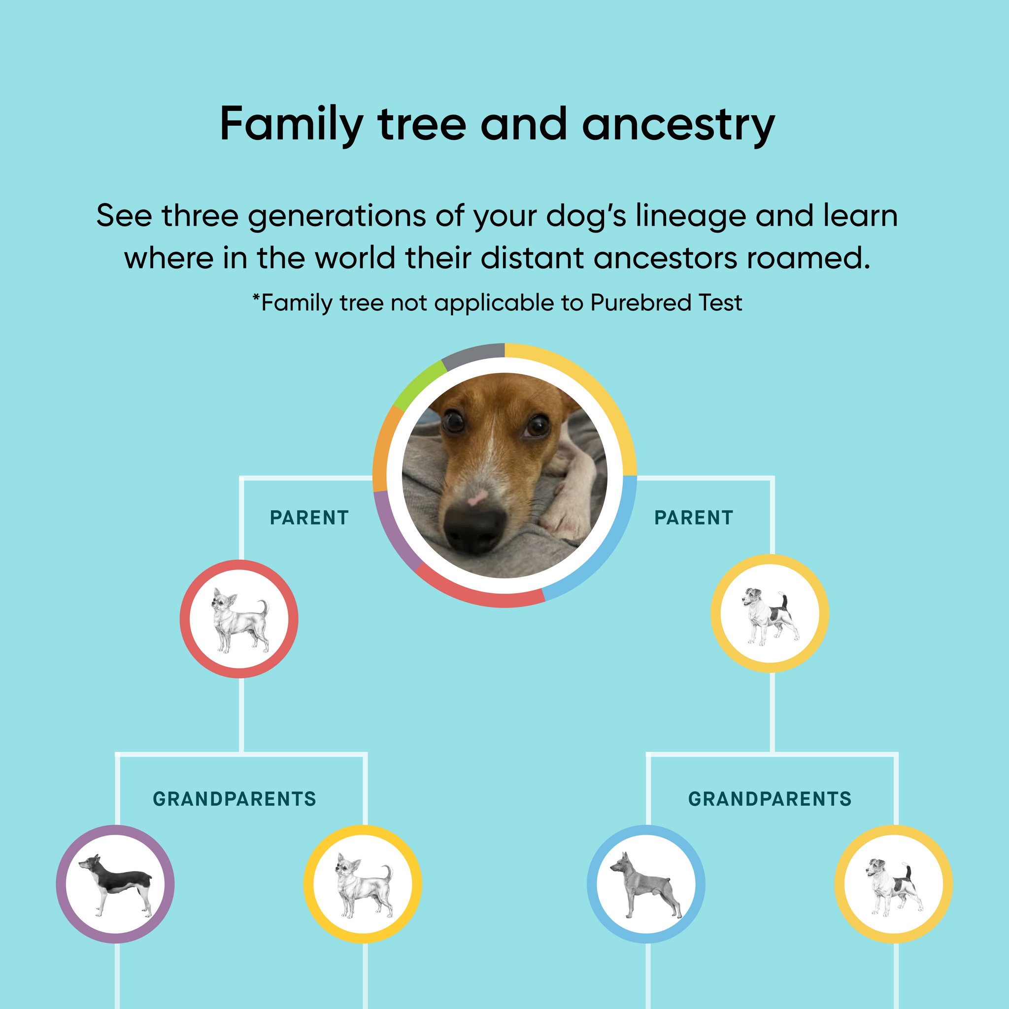 Pet Adoption Gateway x Embark Breed ID DNA Test