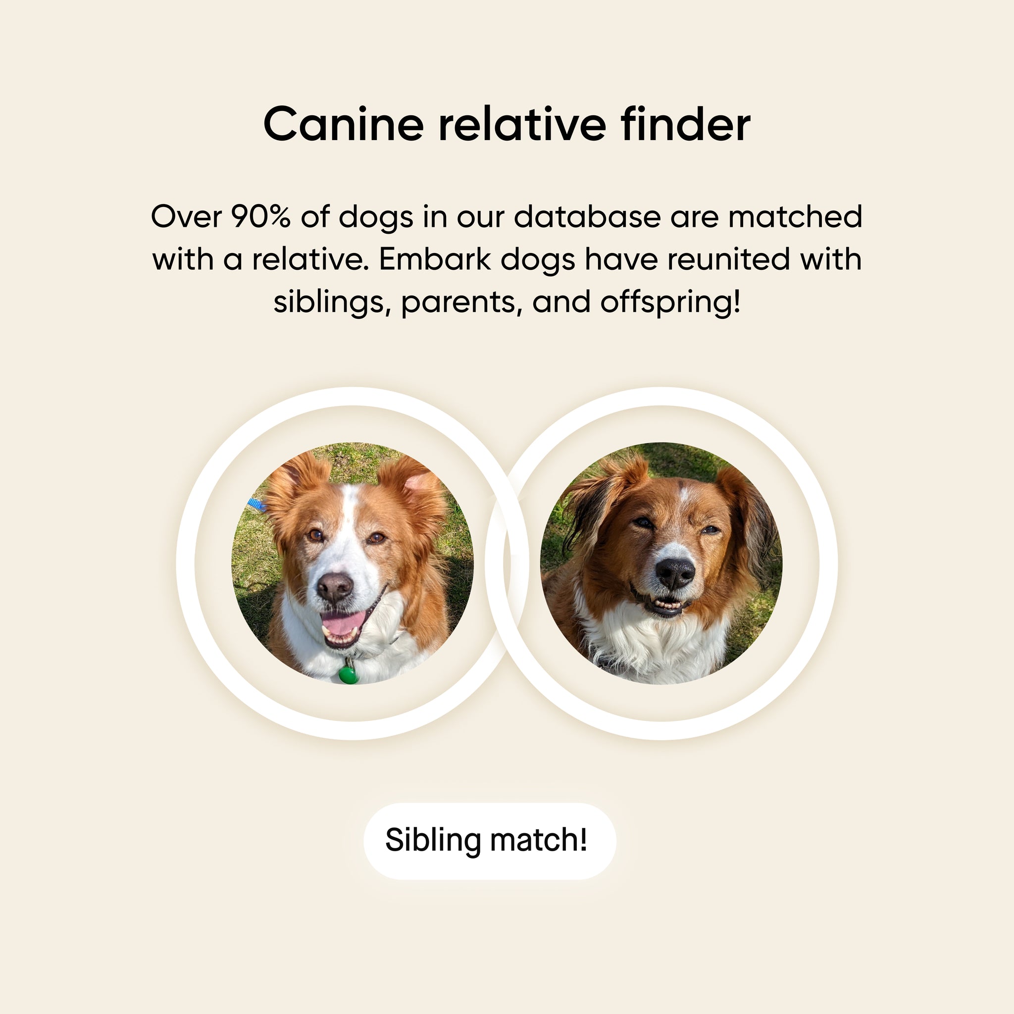 Embark Dog DNA Test - Breed