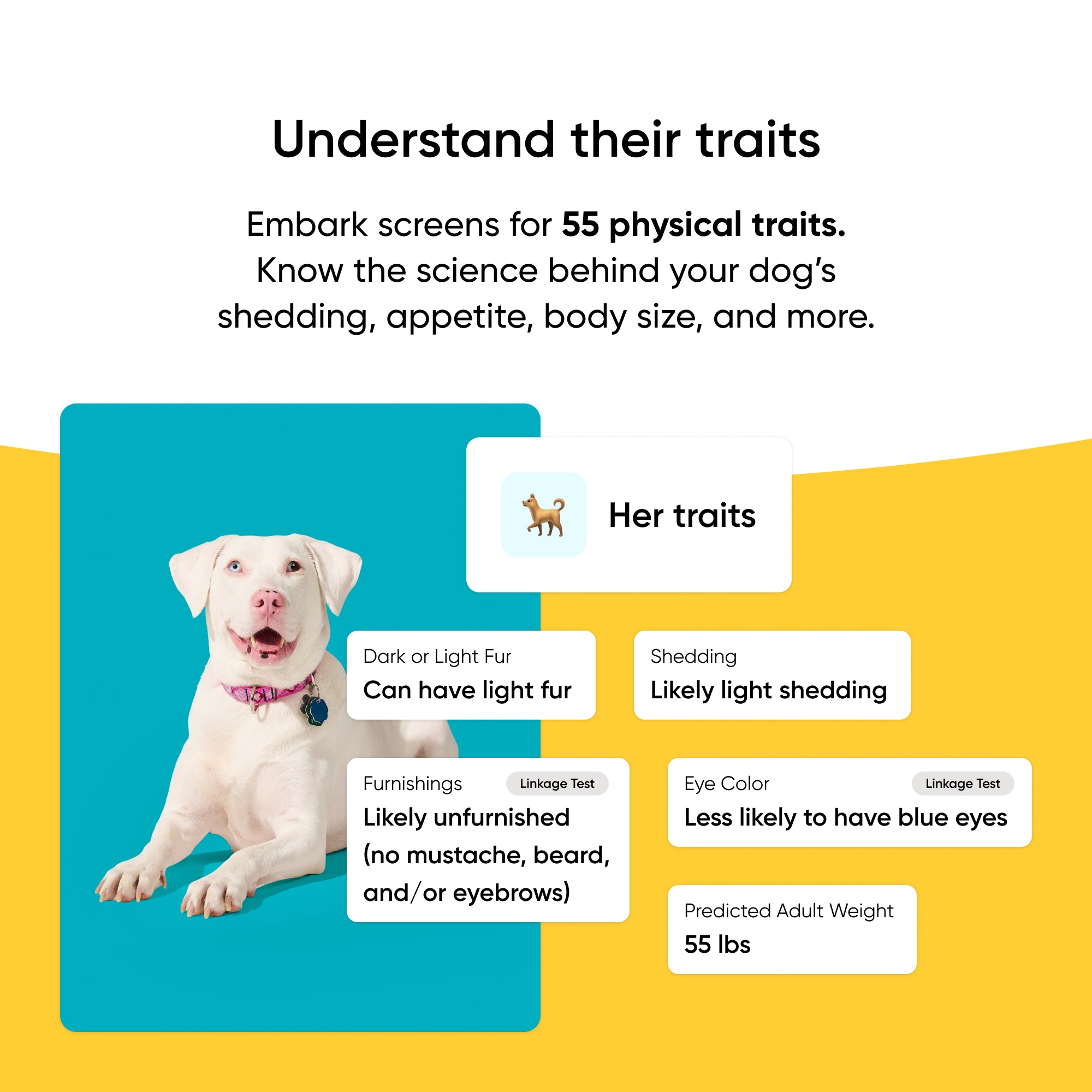 Dog with trait information on a blue and yellow background