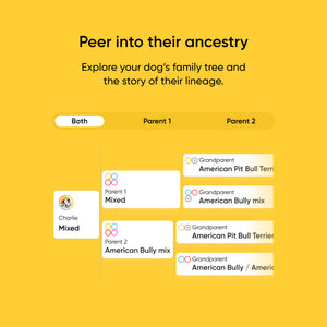 Breed Identification Dog DNA Test