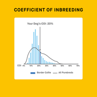 puppy genetic COI result