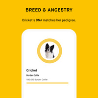 dna test breed result matches pedigree confirmation