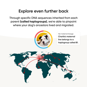 map showing where your dogs ancestors lived and migrated from based on breed