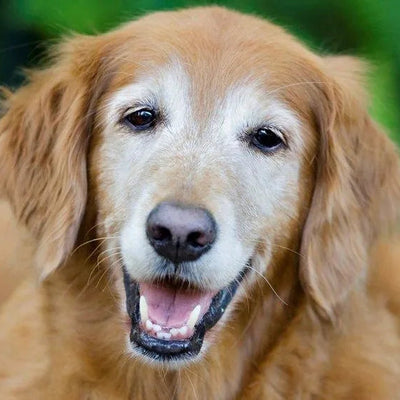 How Veterinarians Estimate Dog Age