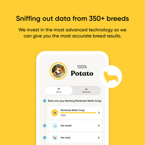 Purebred dog breed breakdown app screen