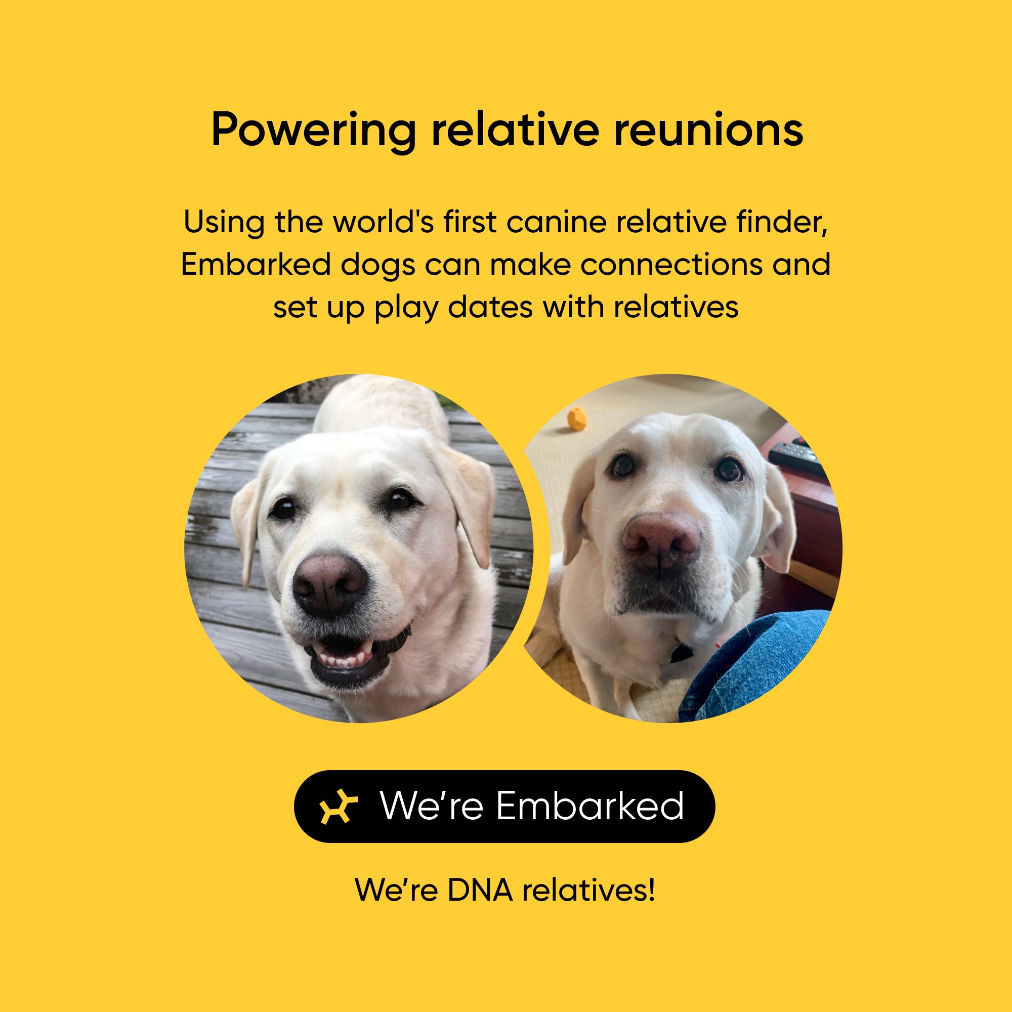 Embark Dog DNA Test