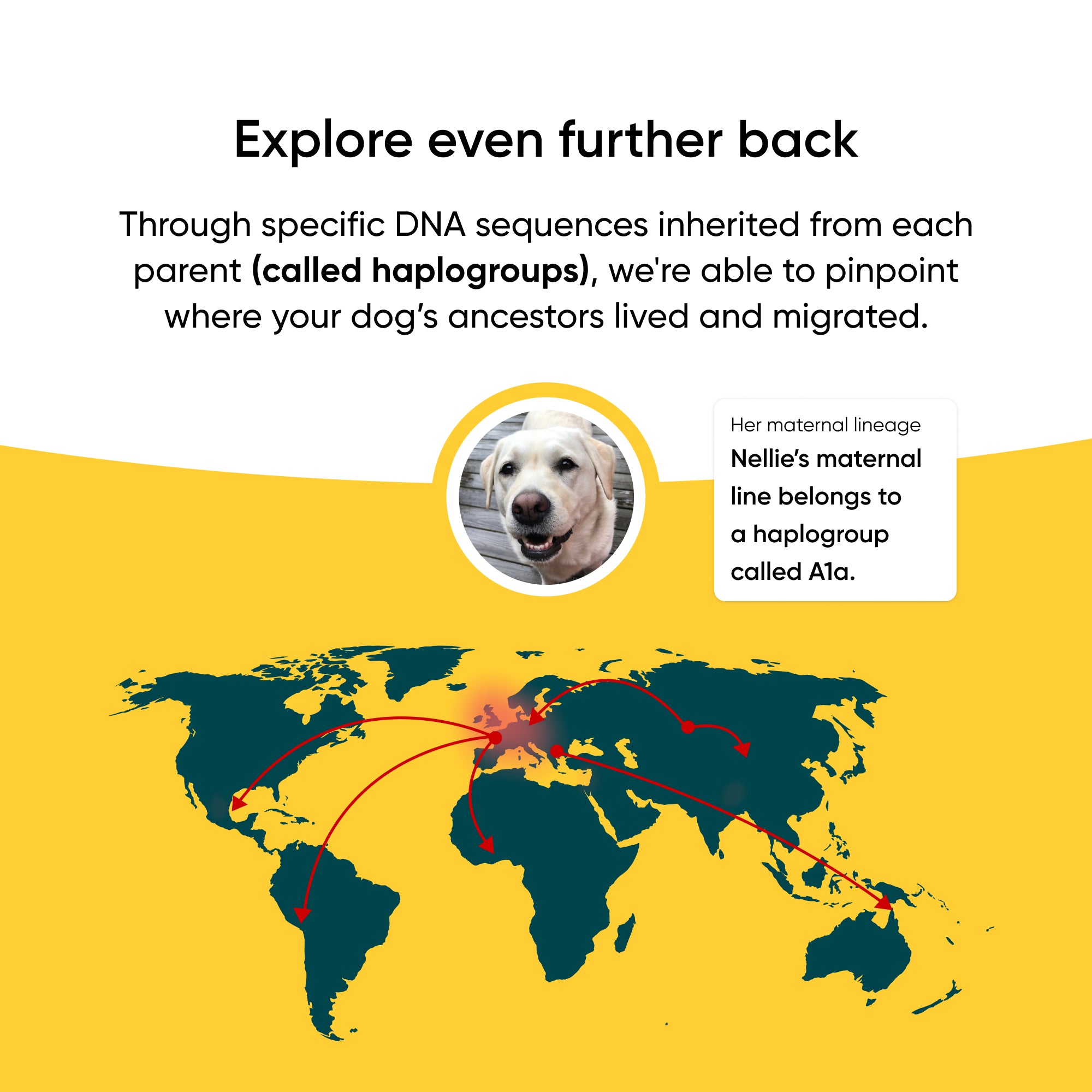 World map with red lines indicating a dog's ancestral migration path, featuring text about DNA sequences and haplogroups.