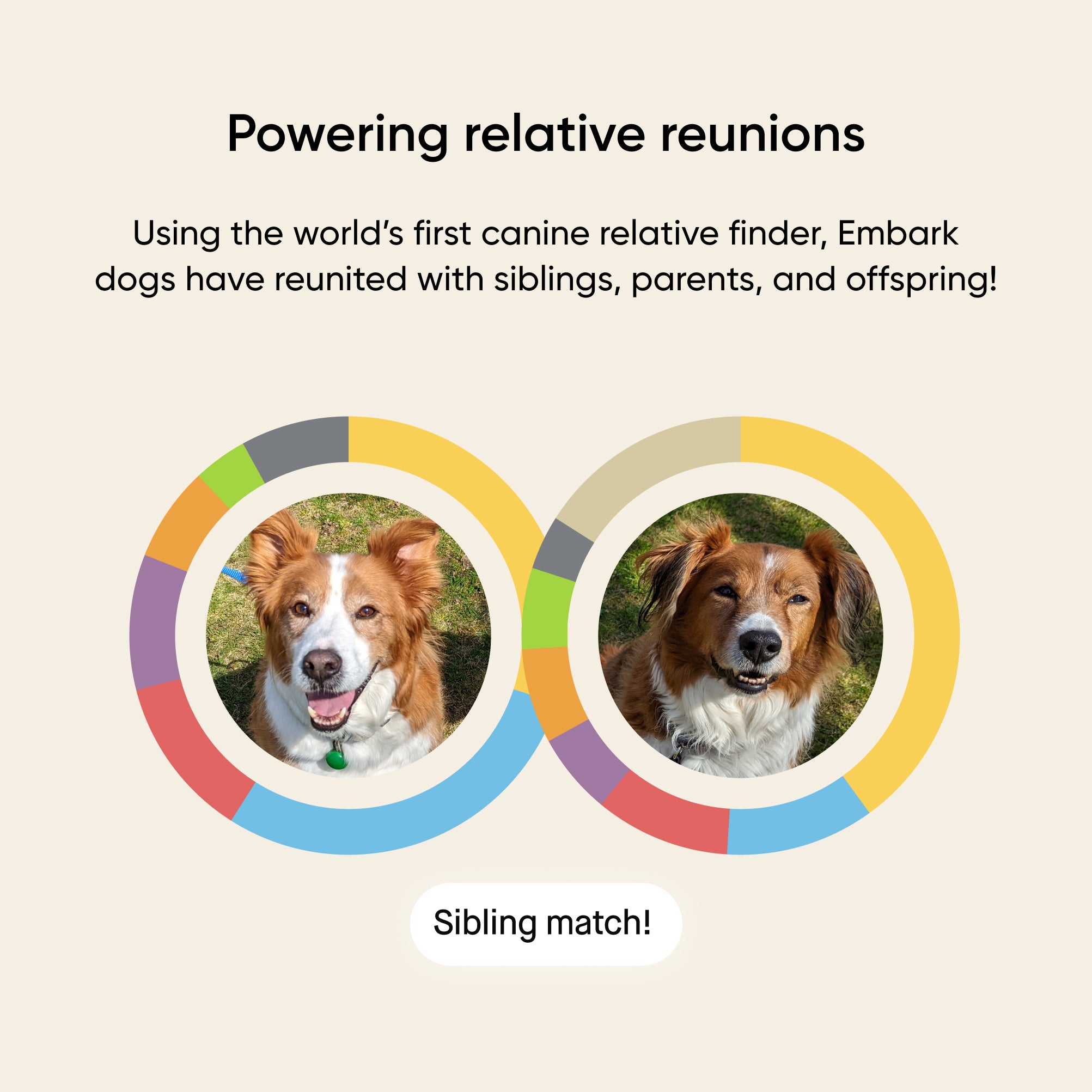 Embark Dog DNA Test Kit: Dog Breed & Health Test – Embark Vet