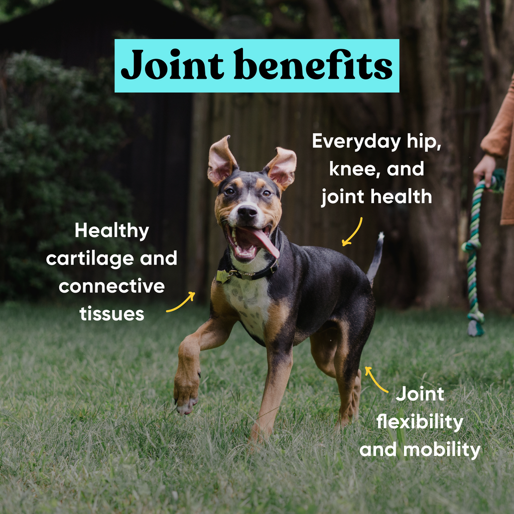 Embark joint supplement for dogs benefits