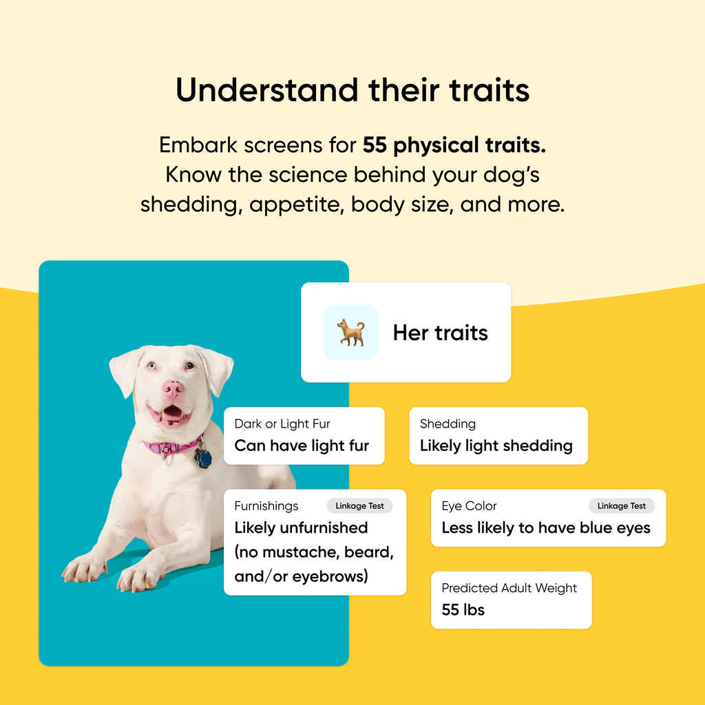 Dog with trait information displayed on a yellow and blue background. Embark screens for 55 physical traits in your dog from shedding, to appetite, body size, and more. 