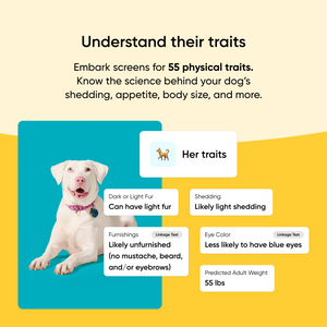 Dog with trait information displayed on a yellow and blue background. Embark screens for 55 physical traits in your dog from shedding, to appetite, body size, and more. 