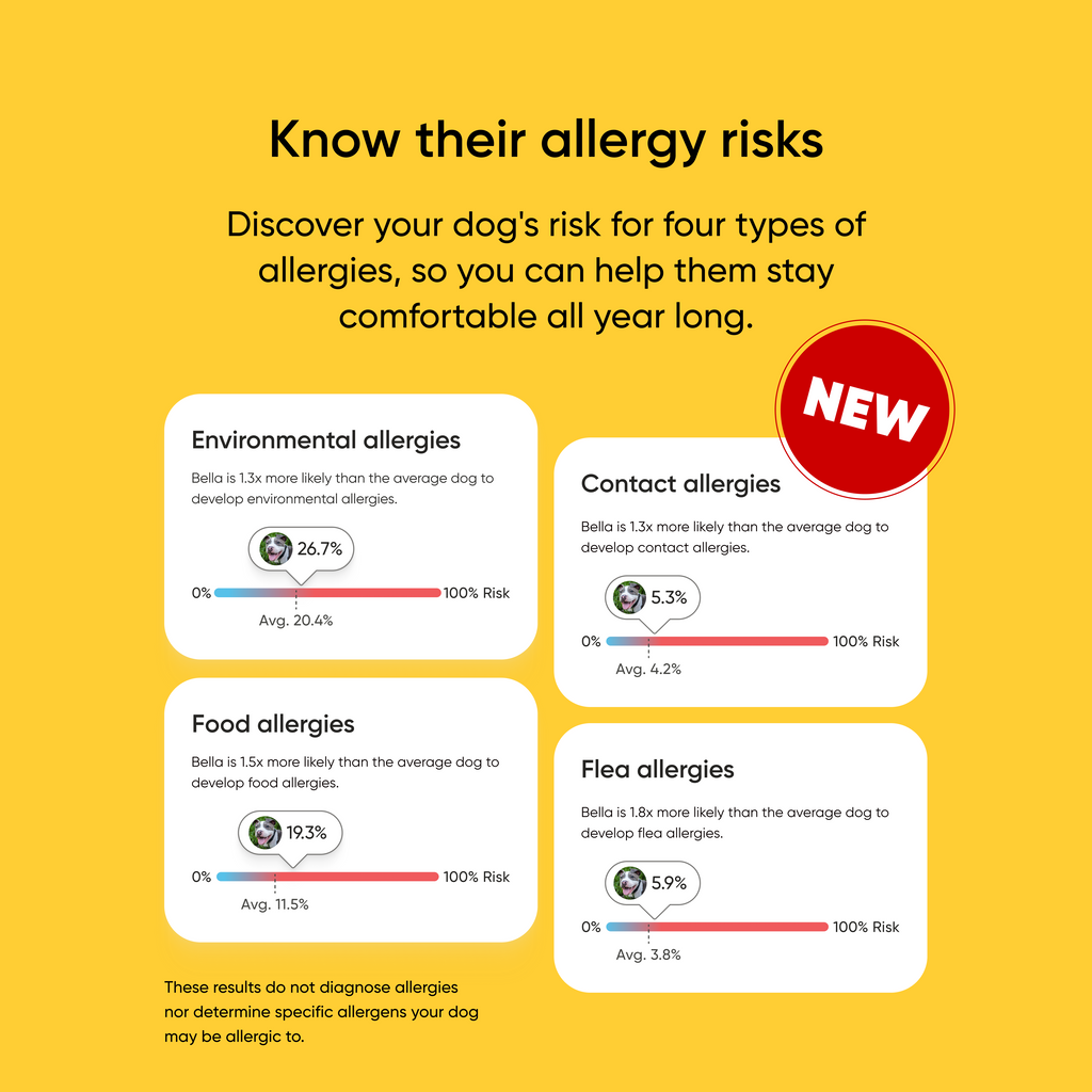 Dog allergy risk assessment chart on a yellow background with '4 types of allergies: Environmental, contact, food, and flea. 