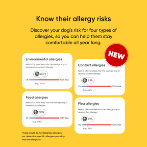 Dog allergy risk assessment chart on a yellow background with '4 types of allergies: Environmental, contact, food, and flea. 