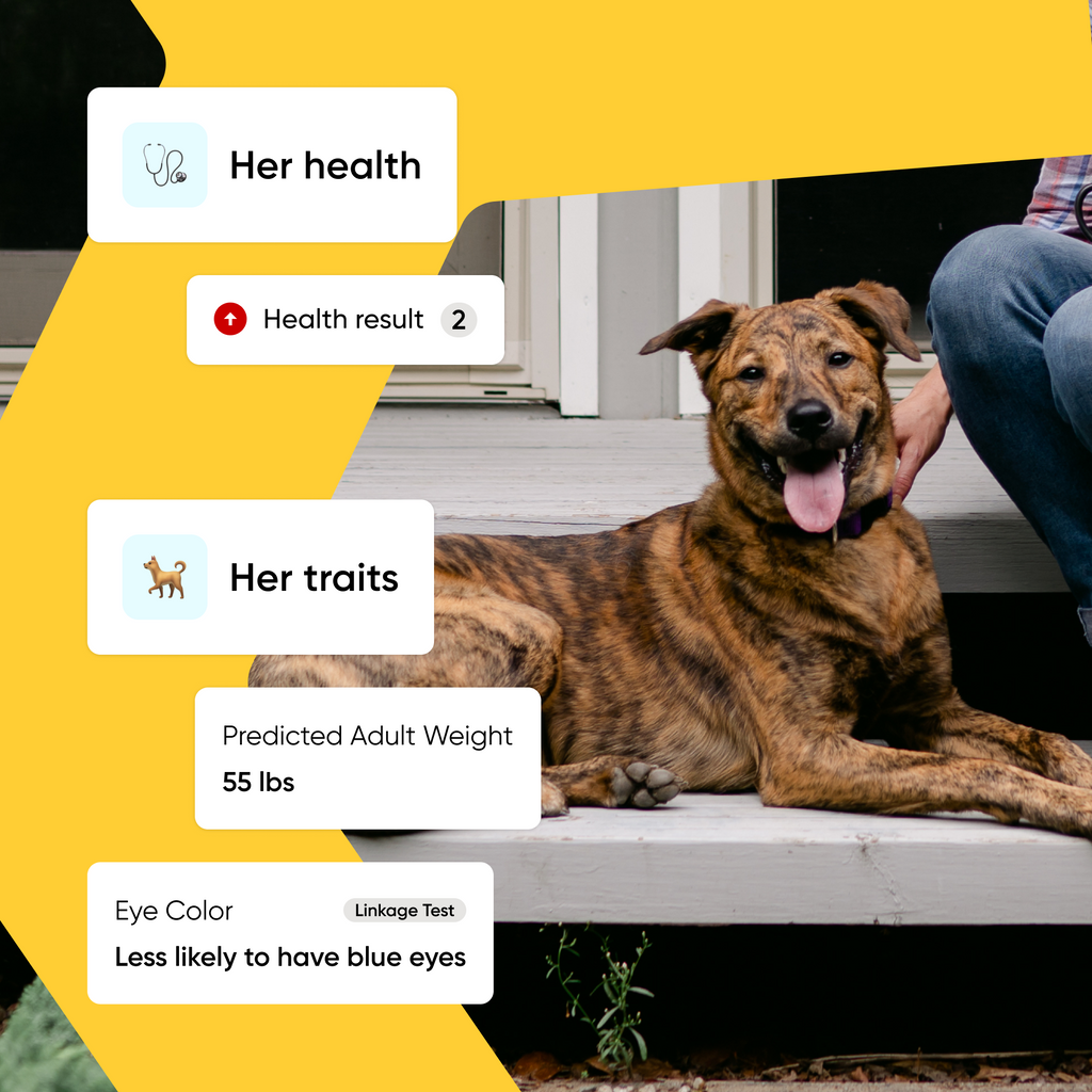 Breed and Health Kit upgrade features, if previously bought Breed ID, explains the insights you will get with an upgrade. Includes health, traits, allergy risk scores, and more.