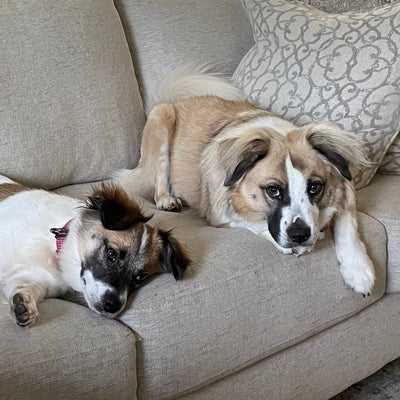 Vet Recommends Companion Dog