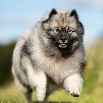 Health Testing Helps Save Molly's Life