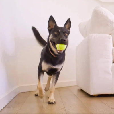 Health Testing Helps Prevent Kidney Stones