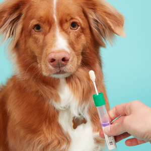 Embark Canine Genetic Screening - Telford Veterinary Hospital