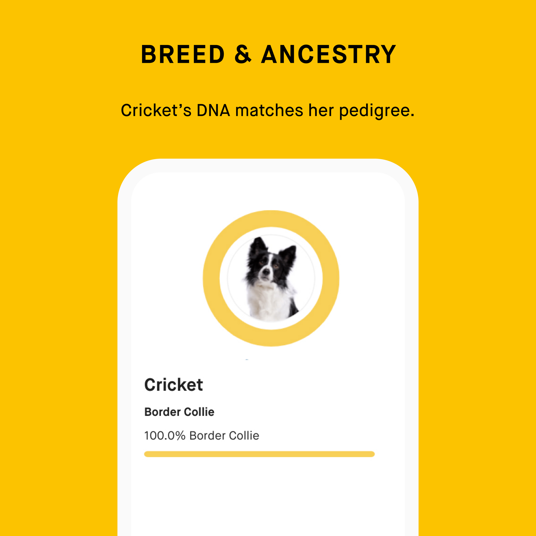 EMBARK Breed Identification & Health Condition Identification DNA Test for  Dogs 