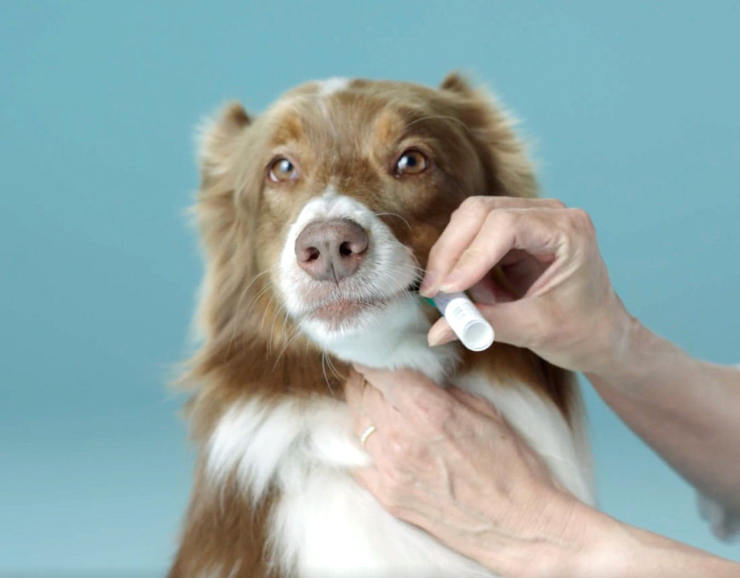 Embark for Veterinarian Dog DNA Test