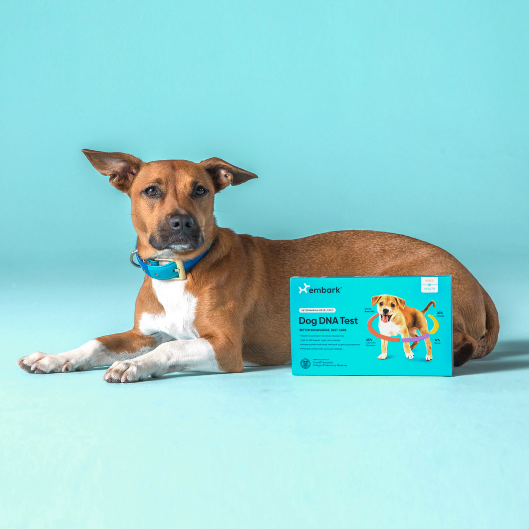Embark UK dog DNA test kits